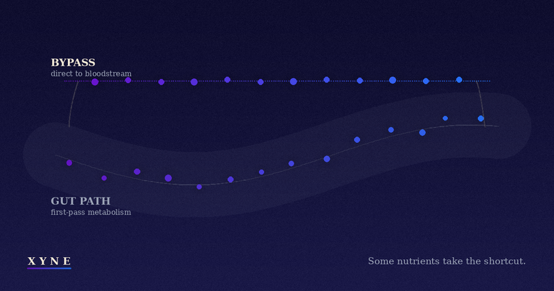 A constellation of nutrient dots: some travel through a curved gut path, others take a straight bypass route directly to the bloodstream.